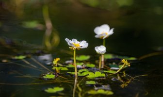 Lakušník vodní (Ranunculus aquatilis) – Space creator / Shutterstock