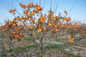 Tomel japonský (Diospyros kaki), známý též jako persimon – Mehmet Cetin / Shutterstock