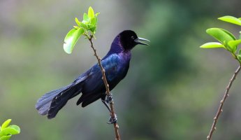 Černovlhovec velký (Quiscalus major) – Gergo Nagy / Shutterstock
