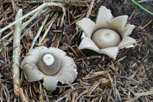 Hvězdovka brvitá (Geastrum fimbriatum) – weinkoetz / Shutterstock