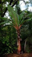 Ensete habešské (Ensete ventricosum) – Nita Corfe / Shutterstock