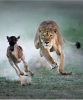 Lovící lvice – Ishoo / Shutterstock