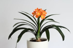 Kvetoucí klívie (Clivia) – Aygul Bulte / Shutterstock
