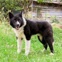 Karelský medvědí pes – Perinbaba / Shutterstock