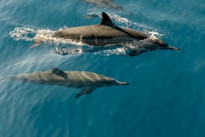 Delfíni – The Miscellanista / Unsplash