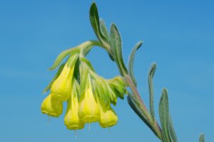 Kvetoucí ruměnice (Onosma taurica) – Andriy Nekrasov / Shutterstock