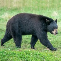 Baribal, medvěd černý (Ursus americanus) – Ronald Wittek / Shutterstock