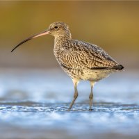 Koliha velká (Numenius arquata) – Rudmer Zwerver / Shutterstock