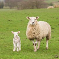 Ovce domácí, dospělá ovce a jehně – Elliot Photography / Shutterstock