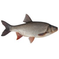 Jelec jesen (Leuciscus idus) – Edvard Ellric / Shutterstock