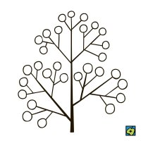 Lata, schematické znázornění druhu květenství – CoJeCo.cz, CC BY 4.0