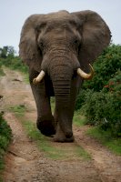 Slon – Zoë Reeve / Unsplash