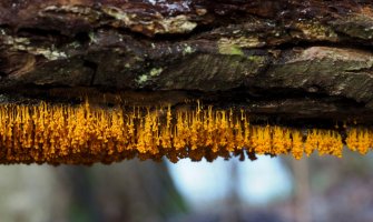 Hlenky (Myxomycetes) – weinkoetz / Shutterstock