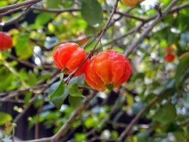 Eugenie jednokvětá (Eugenia uniflora), známá též jako pitanga – Julceia Camillo / Shutterstock