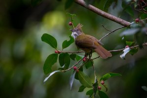 Bulbulec okrový (Alophoixus ochraceus), Thajsko – kajornyot wildlife photography / Shutterstock