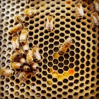 Buňky včelí plástve – Kianakali / Unsplash