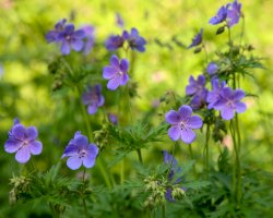 Kakost luční – LeniKovaleva / Shutterstock