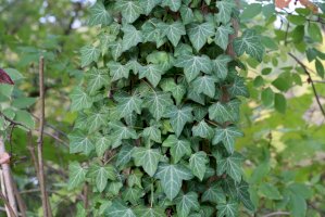 Břečťan popínavý (Hedera helix) – Maleo / Shutterstock