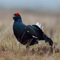 Tetřívek obecný (Lyrurus tetrix) – Erik Mandre / Shutterstock