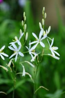 Bělozářka liliovitá (Anthericum liliago) – Ole Schoener / Shutterstock