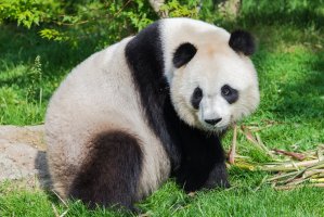 Panda velká (Ailuropoda melanoleuca) – Pascale Gueret / Shutterstock