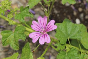 Kvetoucí léčivka sléz maurský (Malva neglecta) – RukiMedia / Shutterstock