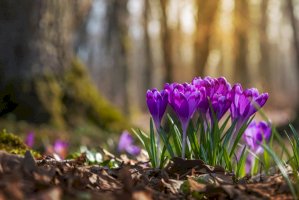 Šafrán Heuffelův (Crocus heuffelianus) – Brum / Shutterstock