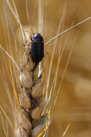 Hrbáč osenní (Zabrus tenebrioides) – Tomasz Klejdysz / Shutterstock