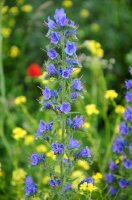 Hadinec obecný (Echium vulgare) – Vahan Abrahamyan / Shutterstock