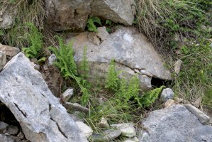 Puchýřník křehký (Cystopteris fragilis) – Vankich1 / Shutterstock