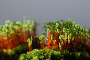 Paprutka nicí (Pohlia nutans) – Henri Koskinen / Shutterstock