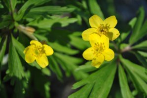 Pryskyřník plazivý (Ranunculus repens) – ArtoPhotoDesigno Studio / Shutterstock