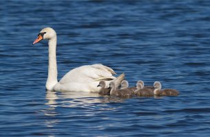 Labuť velká (Cygnus olor) s mláďaty – Yuriy Balagula / Shutterstock