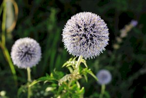 Bělotrn kulatohlavý (Echinops sphaerocephalus) – godrick / Shutterstock