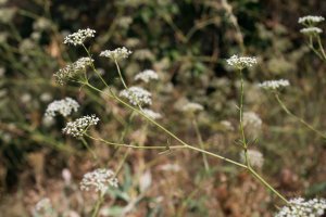 Srpek obecný (Falcaria vulgaris) – Vankich1 / Shutterstock