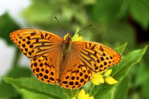 Perleťovec stříbropásek (Argynnis paphia) – P_vaida / Shutterstock