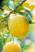 Citrónovník pravý (Citrus limon) – Profimedia.cz