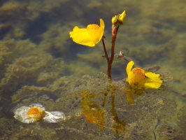 Bublinatka jižní (Utricularia australis) – Luka Hercigonja / Shutterstock