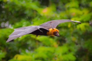 Kaloň Lyleův (Pteropus lylei) v letu, Thajsko – kajornyot wildlife photography / Shutterstock