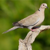 Hrdlička zahradní (Streptopelia decaocto) – Erni / Shutterstock