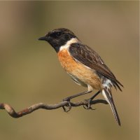 Bramborníček černohlavý (Saxicola torquata) – Antonio Guillem / Shutterstock