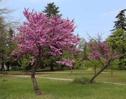 Zmarlika Jidášův strom (Cercis siliquastrum) – Elena N. Kokodey / Shutterstock