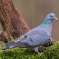 Holub doupňák (Columba oenas) – Sylvia Adams / Shutterstock