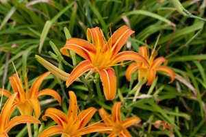 Denivka plavá (Hemerocallis fulva) – kariphoto / Shutterstock