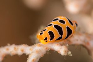 Plž z čeledi vejcovkovitých (Cuspivolva tigris), průliv Lembeh (Indonésie) – Oksana Maksymova / Shutterstock