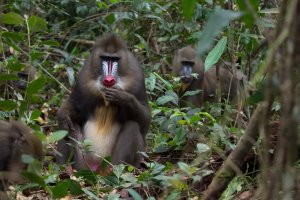 Mandril (Papio sphinx) – Vaclav Sebek / Shutterstock