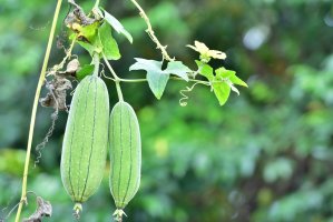 Lufa válcovitá (Luffa aegyptiaca) – pisitpong2017 / Shutterstock