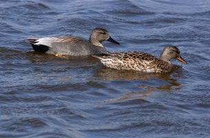 Kopřivka obecná (Mareca strepera) – A.S.Floro / Shutterstock