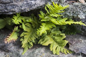 Osladič obecný (Polypodium vulgare) rostoucí ve skalní puklině – Viktor Loki / Shutterstock