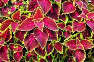Coleus blumei – Meryll / Shutterstock